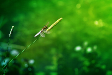 Dragonfly on a stem