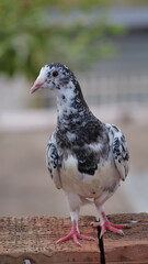 close up of a pigeon