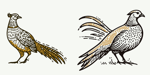 A Golden pheasant. Funny Happy Retro Cartoon Clipart Silhouette Line Art Vector Illustration. One bright flamboyant fowl gorgeous bird from chinas mountain region.