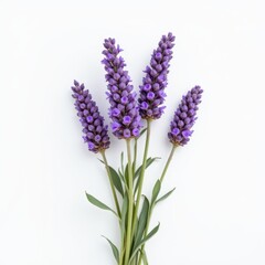 Obraz premium Minimalist Lavender White Background