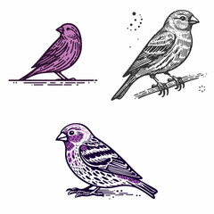 A Purple finch. Funny Happy Retro Cartoon Clipart Silhouette Line Art Vector Illustration. One ruby songbird violet hue north american fauna type.