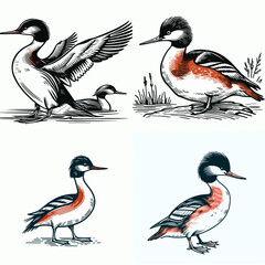 A Red breasted merganser. Funny Happy Retro Cartoon Clipart Silhouette Line Art Vector Illustration. Scarlet chested fish duck diving bird often spotted near the waters edge.