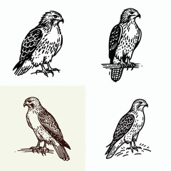 A Red tailed hawk. Funny Happy Retro Cartoon Clipart Silhouette Line Art Vector Illustration. falcon having auburn tail avian predator and raptor of north america.