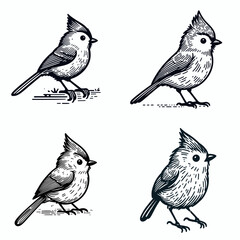 A Tufted titmouse. Funny Happy Retro Cartoon Clipart Silhouette Line Art Vector Illustration. Small crested bird info image type detail behavior plus where to watch.