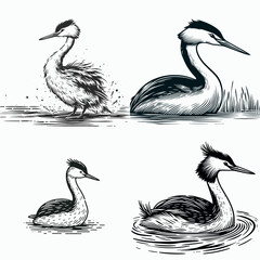 A Western grebe. Funny Happy Retro Cartoon Clipart Silhouette Line Art Vector Illustration. Aquatic bird info about plumage variation in waterfowl waterbird.