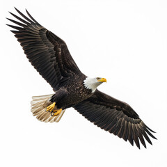 Fototapeta premium Eagle flying in white background 