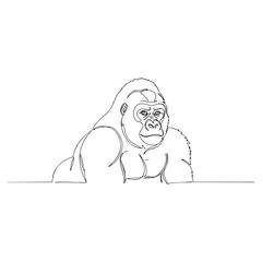 Obraz premium Gorilla vector line art illustration in continuous line style, minimalistic black outline drawing of strong animal