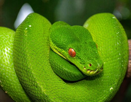a close-up of a green snake with a textured, scale-covered body