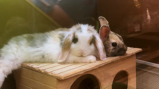 Two cute rabbits are sleeping together on top of a tiny wooden house, looking adorable. Pet rabbits resting on a miniature wooden house. One is a white and brown lop, and the other is a brown rabbit.