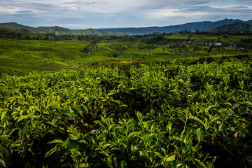 A scenic view of a vibrant tea plantation in Pangalengan, Bandung, Indonesia. Lush green leaves stretch across rolling hills under a bright sky, creating a peaceful natural landscape.