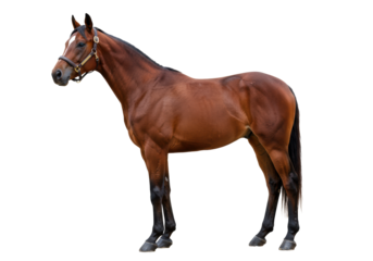 A magnificent brown thoroughbred horse with a sleek, lustrous coat, muscular build, and white diamond marking on forehead, perfectly posed against a pristine transparent studio background with