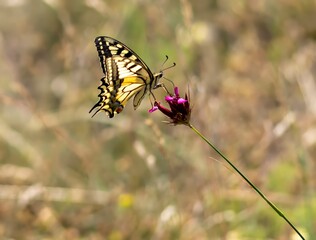 A close-up  butterfly on a flower in spring season.
