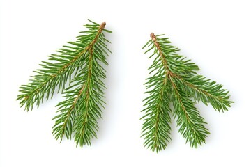 Naklejka premium Two sprigs of evergreen, vibrant green needles
