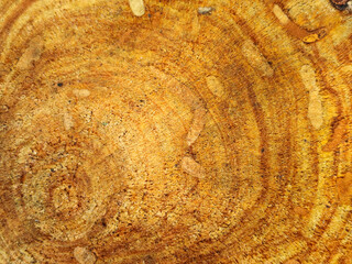Abstract wood grain texture with beautiful concentric rings