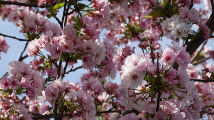 Fototapeta premium 春の花