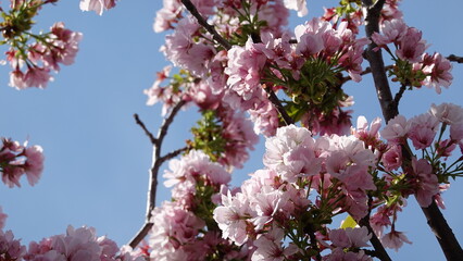 春の花