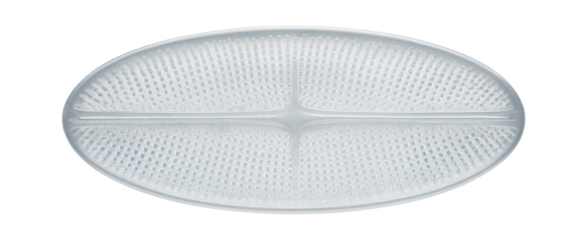 Diatom frustule with intricate silica patterns and elongated oval shape