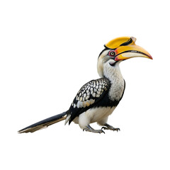 Fototapeta premium yellow billed hornbill, Hornbill, alone on transparent background