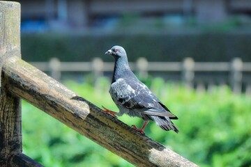 柵の上を歩くハト