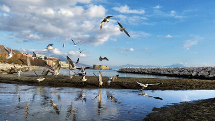 landscape, cielo napoli castel dell'ovo, gabbiani castello aragonese ischia, maschio angioino...