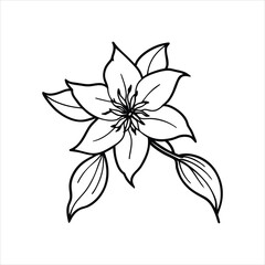 Hand Drawn Clematis Flower Line Art Vector