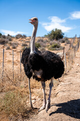 Ein Strau&szlig; mit dunklem Gefieder und langem Hals steht auf einem trockenen Pfad einer Farm, mit Zaun und Buschland unter blauem Himmel