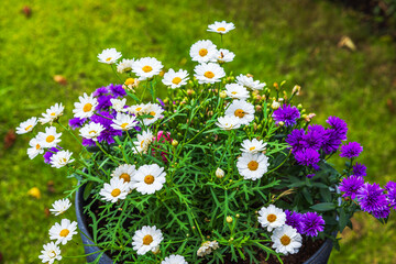 White daisies and purple asters blooming in garden flowerpot. Sweden.