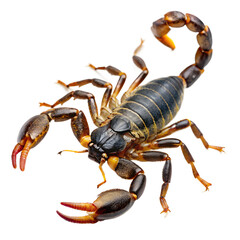 Scorpion: A detailed image of a scorpion showcases its intricate exoskeleton, formidable pincers, and the iconic curled tail. The creature's unique characteristics are vividly displayed.