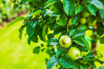 Close up view of green apples growing on tree branch in summer garden. Sweden.