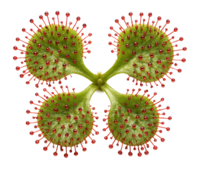 Round-leaved sundew with sticky, red glandular hairs on leaf surface