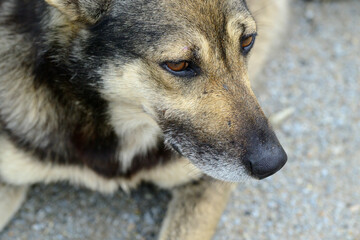 German shepherd dog looking down with sad eyes