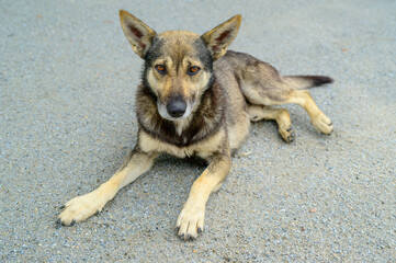 Brown and beige dog lying on gravel looking at camera