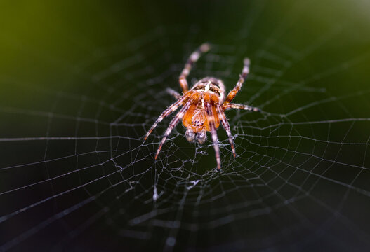Macro close-up of orange orb-weaver spider perched on web - Powered by Adobe