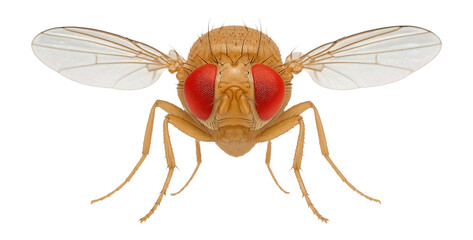 Fruit fly with red eyes displaying dominant eye color trait