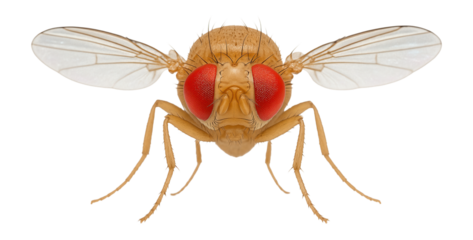Fruit fly with red eyes displaying dominant eye color trait