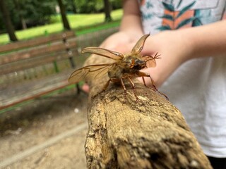 A beetle on a stick is trying to take off, a May beetle