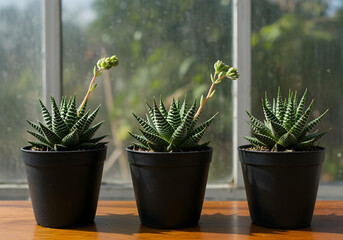 Four succulents in minimalist black pots set on a polished walnut platform, captured in a bright, airy greenhouse, vibrant green hues, summer.