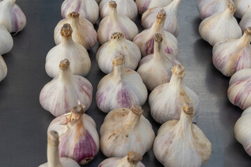 Harvested garlic bulbs ready for storage or cooking kitchen ingredients pattern and natural farming concept. Whole garlic bulbs on gray background organized in neat rows.