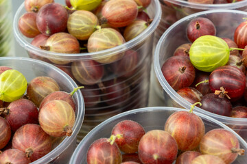 Gooseberries in vibrant plastic cups. A bountiful harvest of fresh gooseberries ready for jam making and winter preparations. A delightful mix of gooseberry varieties in containers at the market.