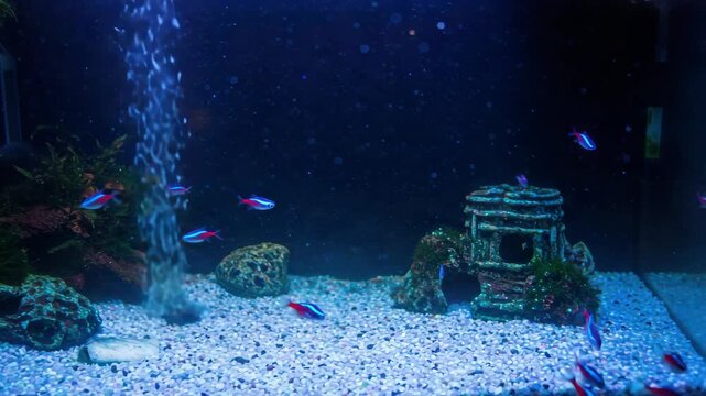 Aquarium with small colorful fish
