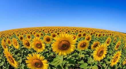 Obraz premium Expansive Sunflower Field Under a Clear Blue Sky on a Bright Summer Day