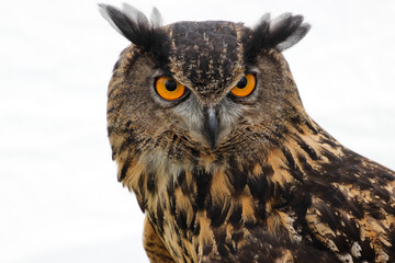 eagle owl portrait