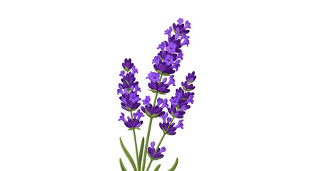 Obraz premium Detailed Illustration of Lavender Stalks with Delicate Purple Blooms on White Backdrop Aesthetic Botanical Design Portraying the Beauty of Nature