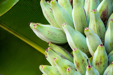 Bunch of Silver Bluggoe on a banana tree