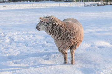 sheep in snow © Son of Leòd Photo