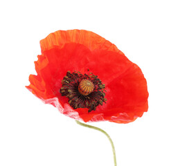 One beautiful poppy flower isolated on white