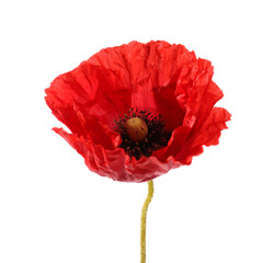 One beautiful poppy flower isolated on white