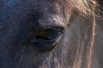 eye of horse