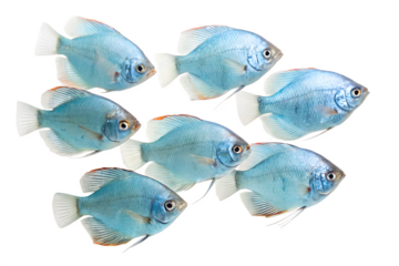 A group of eight blue fish swimming together. The fish have a rounded body shape and are displayed against a transparent background.