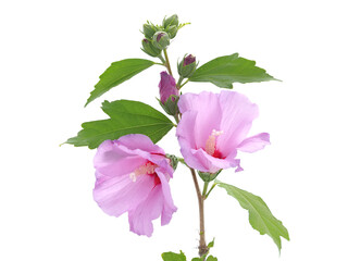 Hibiscus branch with purple pink flowers isolated on white, Hibiscus syriacus